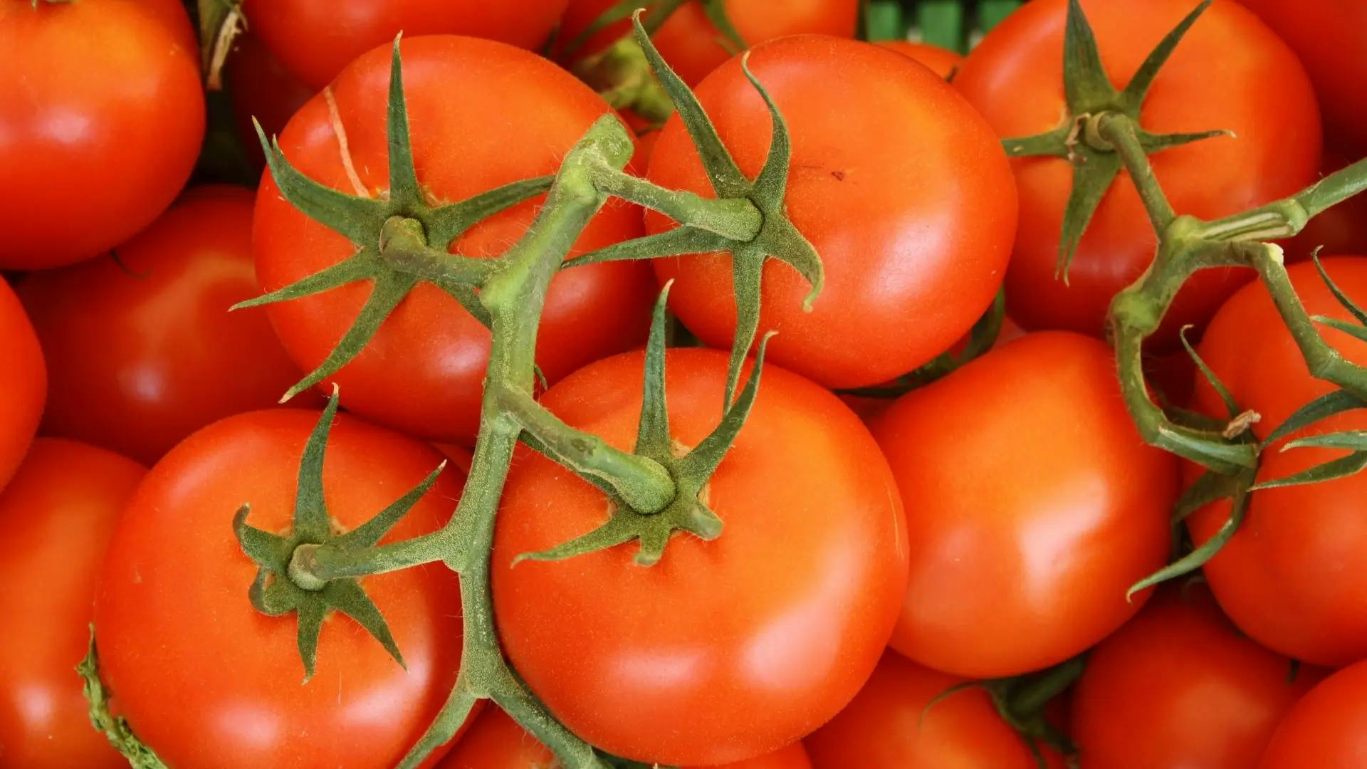 Tips til opbevaring af tomater